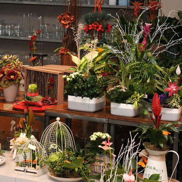 Cestas de plantas a presupuestar