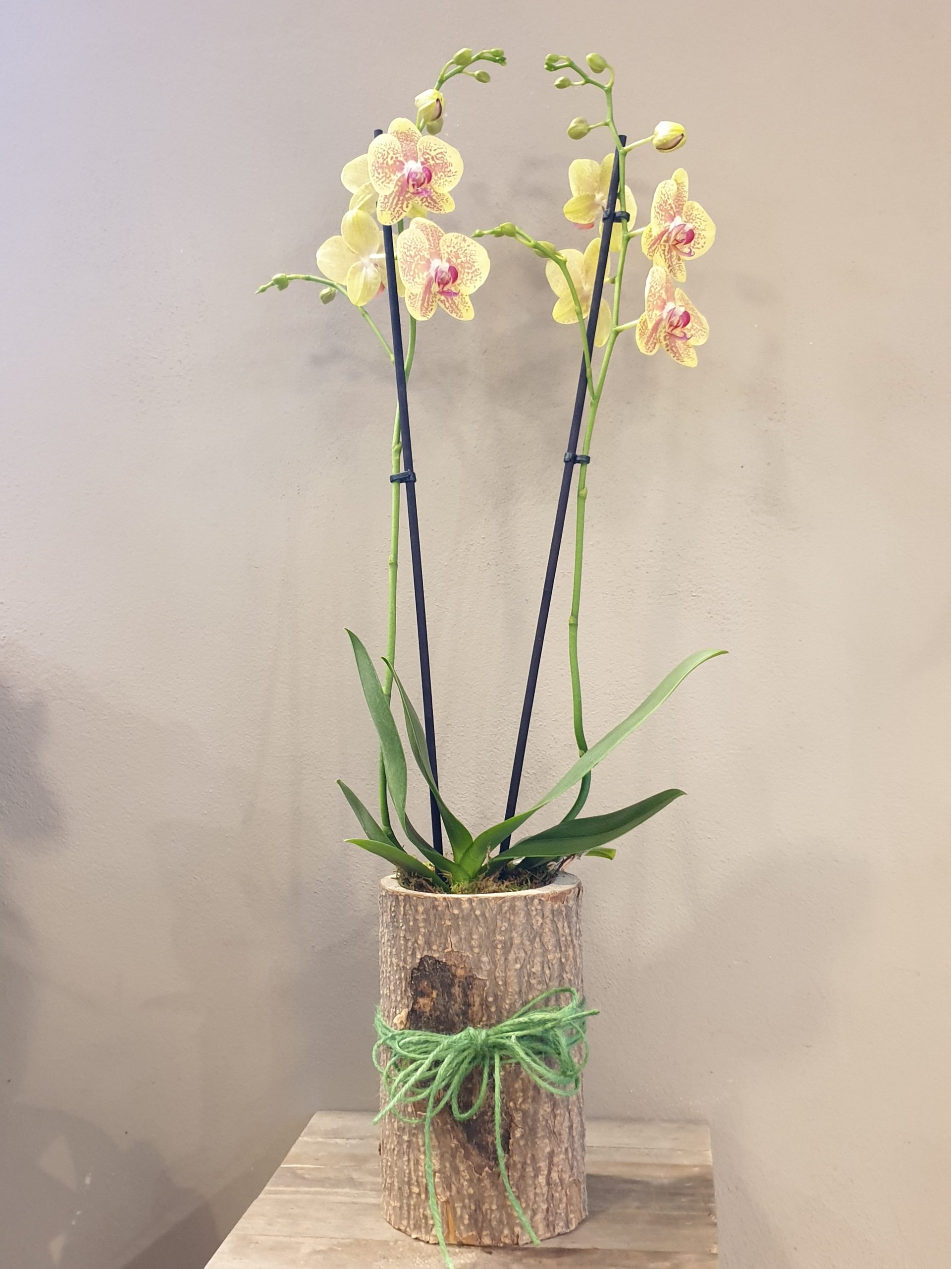 Orquidea nature - Flores Camelia - Todos los días trabajamos para ofrecerte  las mejores flores